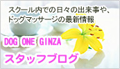 DOG ONE GINZA スタッフブログ